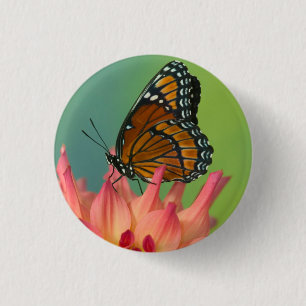 Badge Rond 2,50 Cm Un papillon vice-roi sur une zinnia