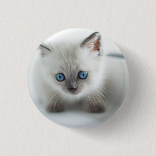 Badge Rond 2,50 Cm Vous aimez : Chaton blanc perdu avec yeux bleus