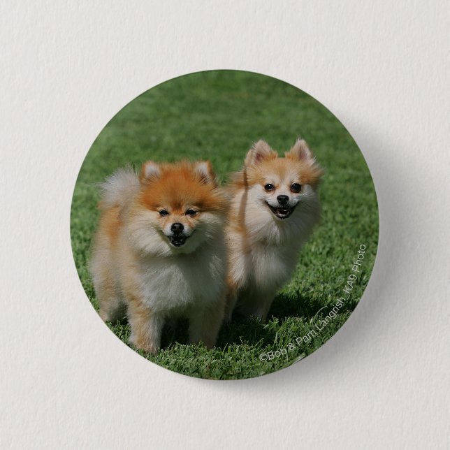 Badge Rond 5 Cm 2 Pomeranians regardant l'appareil-photo (Devant)