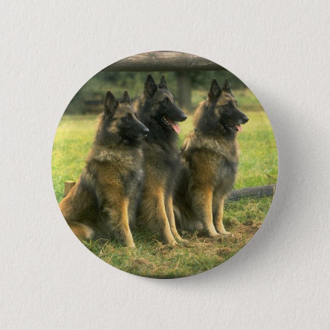 Badge Rond 5 Cm 3 bergers allemands (Devant)