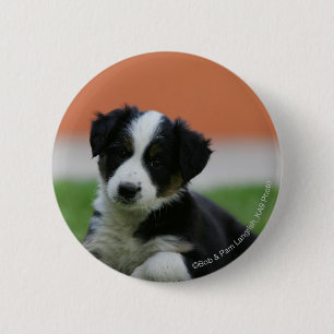 Badge Rond 5 Cm 6 semaine vieux border collie