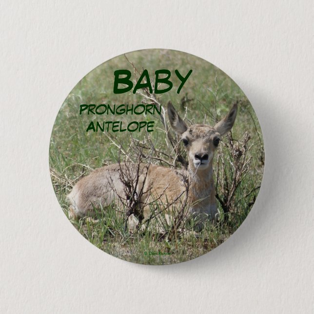 Badge Rond 5 Cm A7 Baby Pronghorn Antelope (Devant)