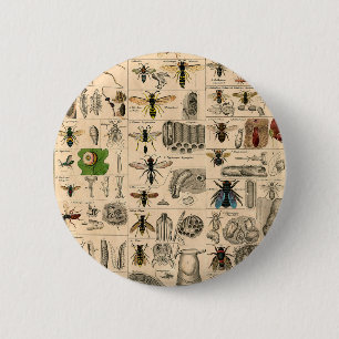 Badge Rond 5 Cm Abeille Insecte Bug Wasp Histoire naturelle abeill