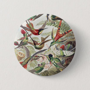 Badge Rond 5 Cm Affiche vintage d'Ernst Haeckel sur les colibris c