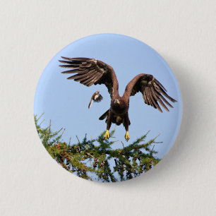 Badge Rond 5 Cm Aigle à tête blanche pourchassé par un oiseau moqu