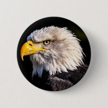 Aigle de Bald