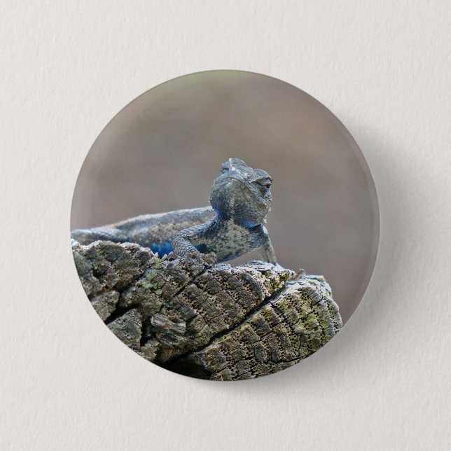 Badge Rond 5 Cm Alligator du ventre bleu Lizard (Devant)