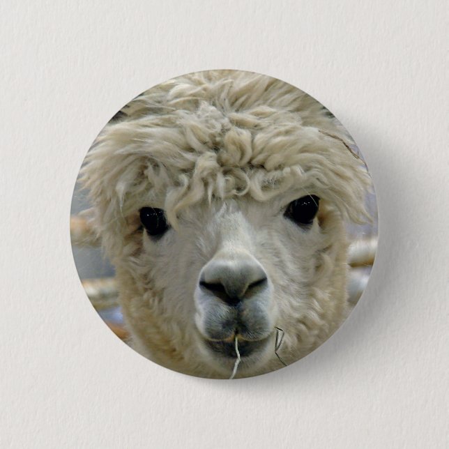 Badge Rond 5 Cm Alpaga adorable (Devant)