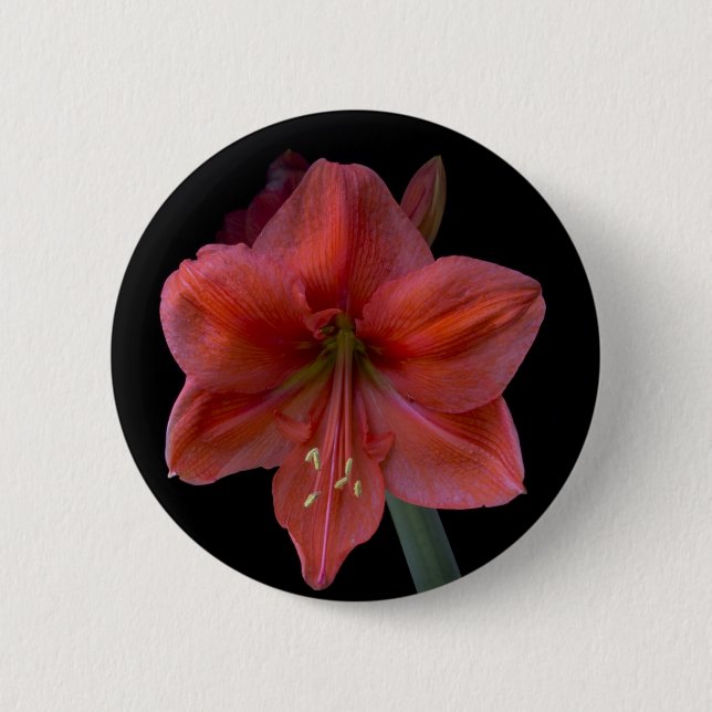 Badge Rond 5 Cm Amaryllis (Devant)