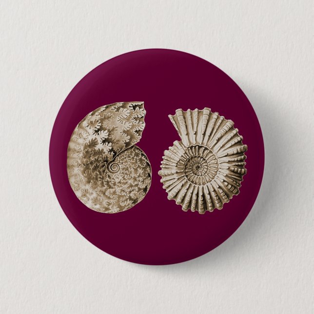 Badge Rond 5 Cm Ammonites (Devant)