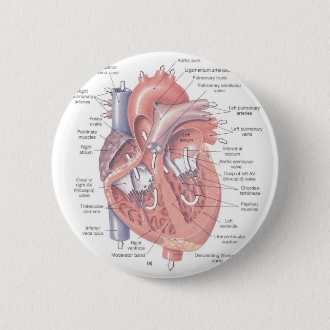 Badge Rond 5 Cm Anatomie de coeur (Devant)