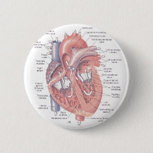 Badge Rond 5 Cm Anatomie de coeur
