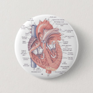 Badge Rond 5 Cm Anatomie de coeur