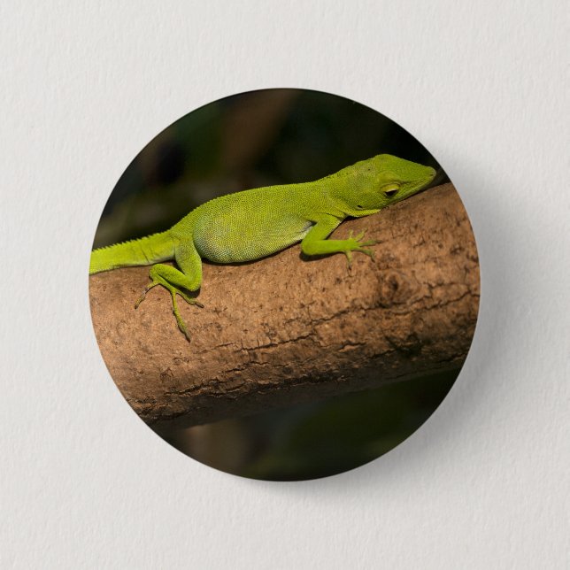 Badge Rond 5 Cm Anole géante jamaïcaine (Devant)