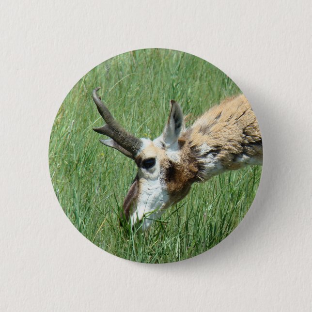Badge Rond 5 Cm Antilope d'Amérique A11 (Devant)