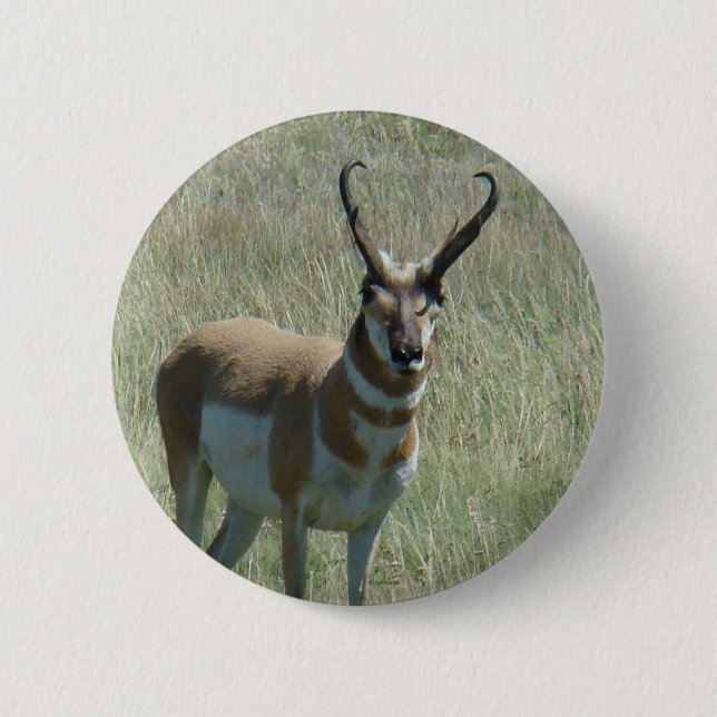 Badge Rond 5 Cm Antilope d'Amérique A13 (Devant)