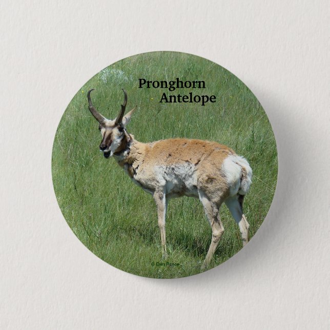 Badge Rond 5 Cm Antilope d'Amérique A3 (Devant)