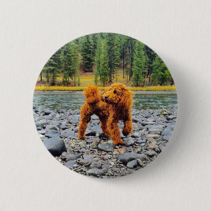Badge Rond 5 Cm Apricot Poodle - Cadeau Personnalisable