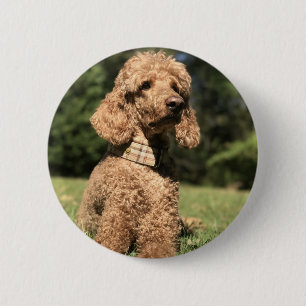 Badge Rond 5 Cm Apricot Poodle personnalisable