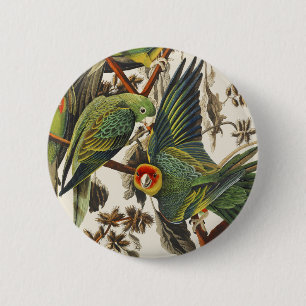 Badge Rond 5 Cm Art vintage d'oiseau de Audubon Perruche de Caroli