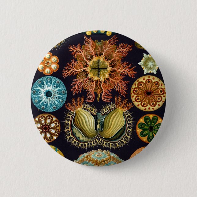 Badge Rond 5 Cm Ascidiacea par Ernst Haeckel (Devant)