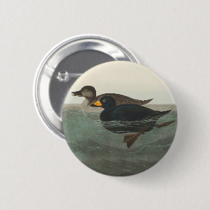 Badge Rond 5 Cm Audubon American Scoter Duck Classic
