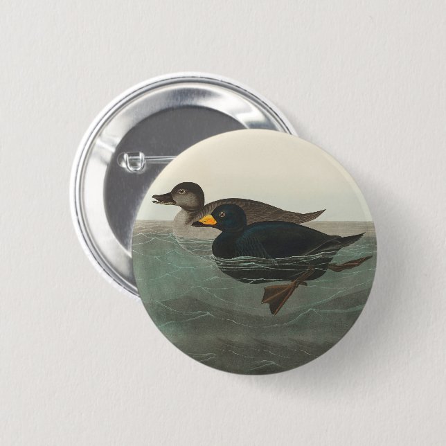 Badge Rond 5 Cm Audubon American Scoter Duck Classic (Devant & derrière)