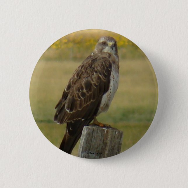 Badge Rond 5 Cm B33 Buse de Swainson (Devant)