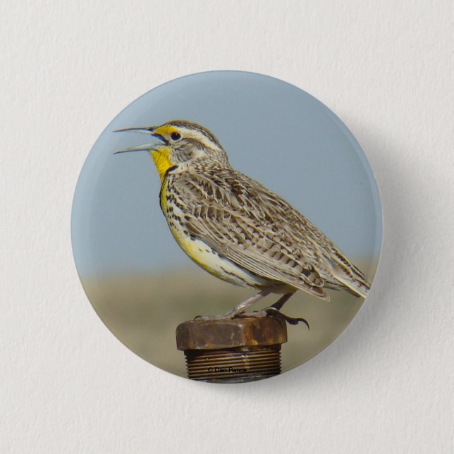 Badge Rond 5 Cm B6 Sturnelle de l'Ouest (Devant)