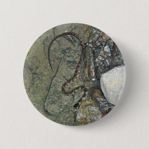 Badge Rond 5 Cm Baby Northern Water Snake (Nerodia sipedon) Articl