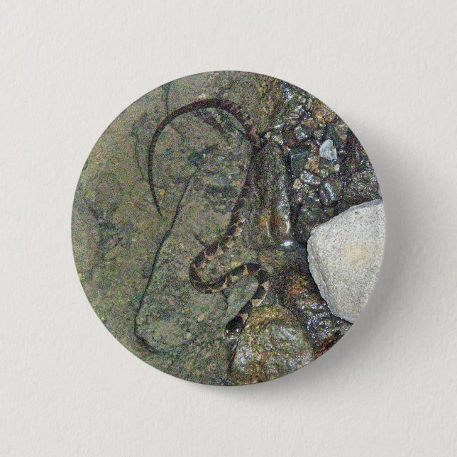 Badge Rond 5 Cm Baby Northern Water Snake (Nerodia sipedon) Articl (Devant)