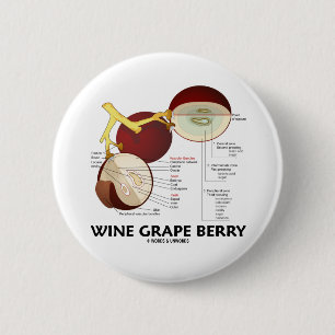 Badge Rond 5 Cm Baie de raisin de cuve (anatomie)