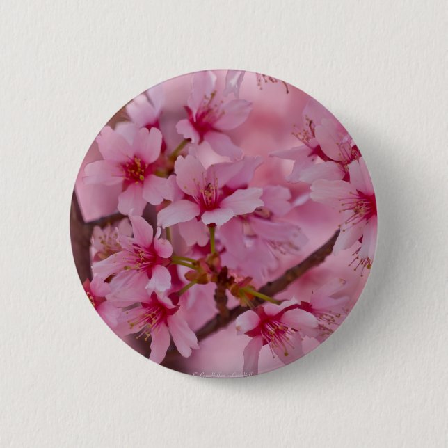 Badge Rond 5 Cm Baigné dans les fleurs de cerisier japonaises rose (Devant)
