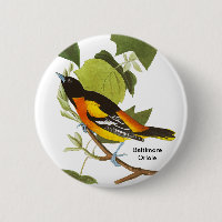 Baltimore Oriole, Audubon, Accessoire Birdwatcher,