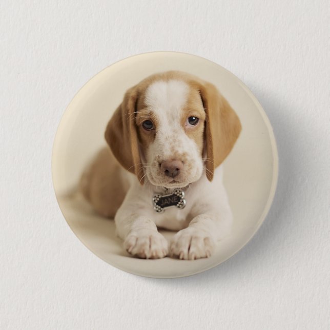 Badge Rond 5 Cm Beagle Puppy (Devant)
