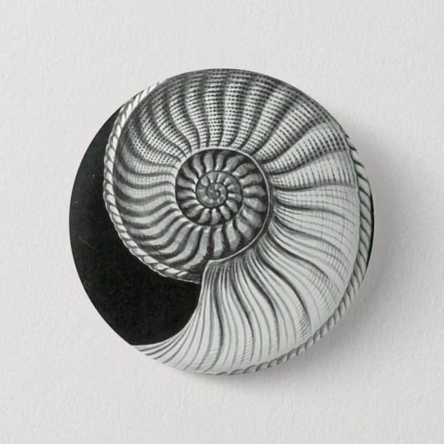 Badge Rond 5 Cm Beau dessin au crayon d'ammonite d'Amaltheus (Devant)