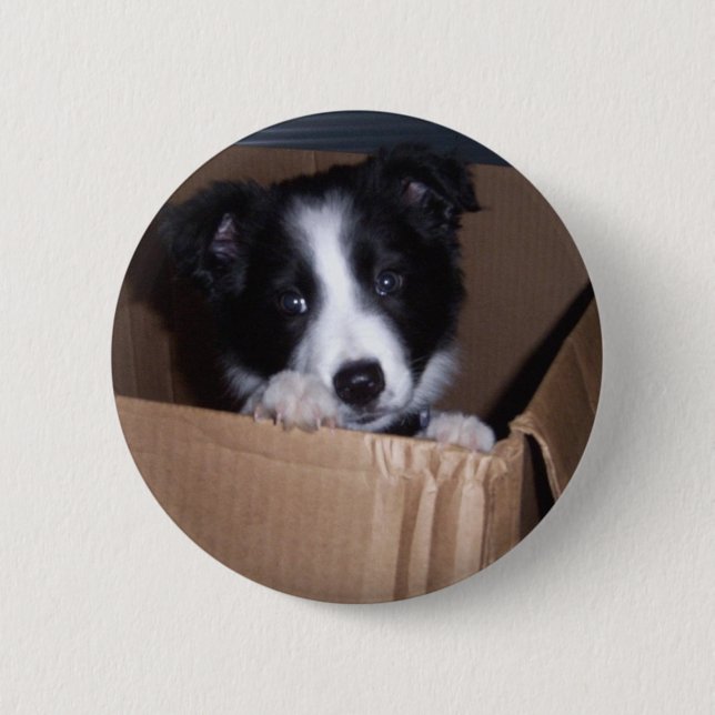 Badge Rond 5 Cm Bébé border collie (Devant)