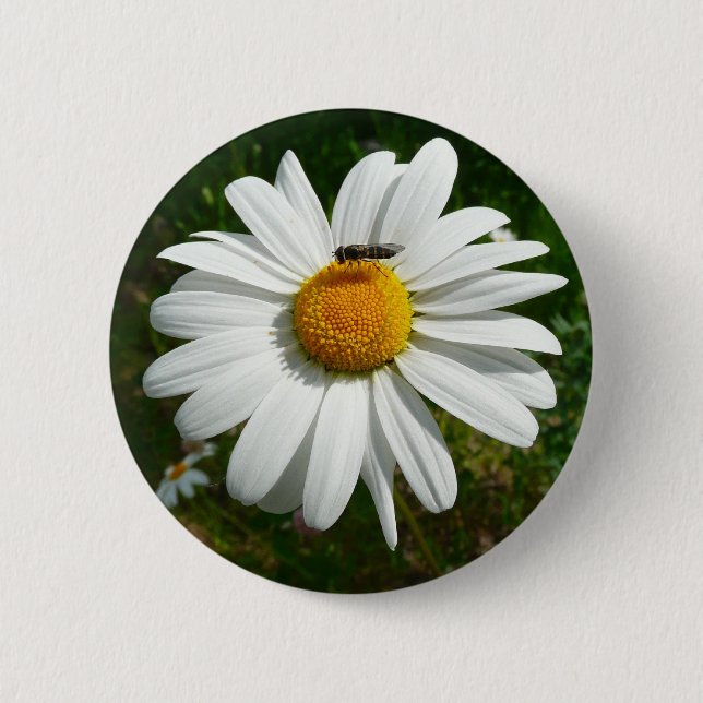 Badge Rond 5 Cm Bee on Daisy Alaskan Summer Nature (Devant)