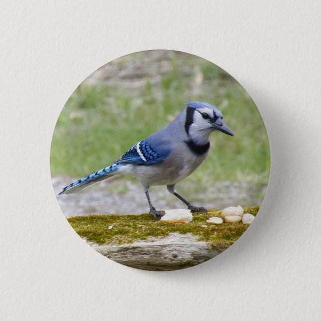 Badge Rond 5 Cm Bel oiseau de geai bleu (Devant)