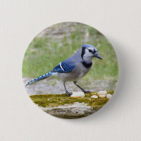 Bel oiseau de geai bleu