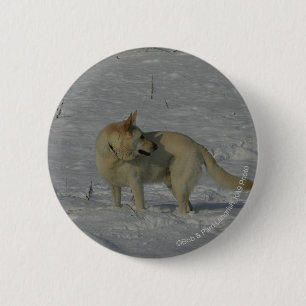 Badge Rond 5 Cm Berger allemand blanc dans la neige