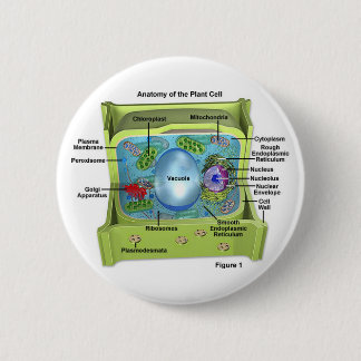Badge Rond 5 Cm Biologie