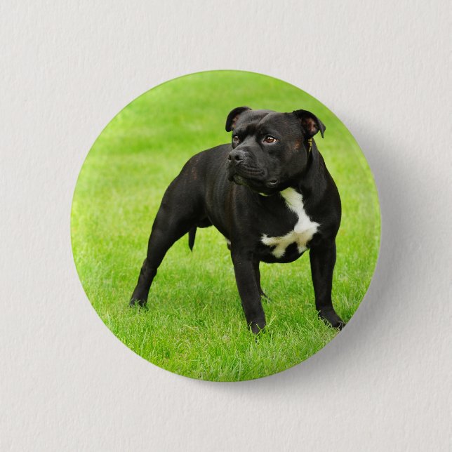 Badge Rond 5 Cm Black Amstaff (Devant)