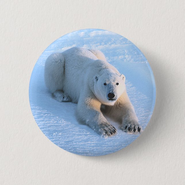 Badge Rond 5 Cm Bleu d'ours blanc (Devant)