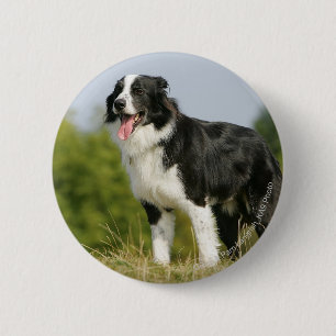 Badge Rond 5 Cm Border collie haletant la position