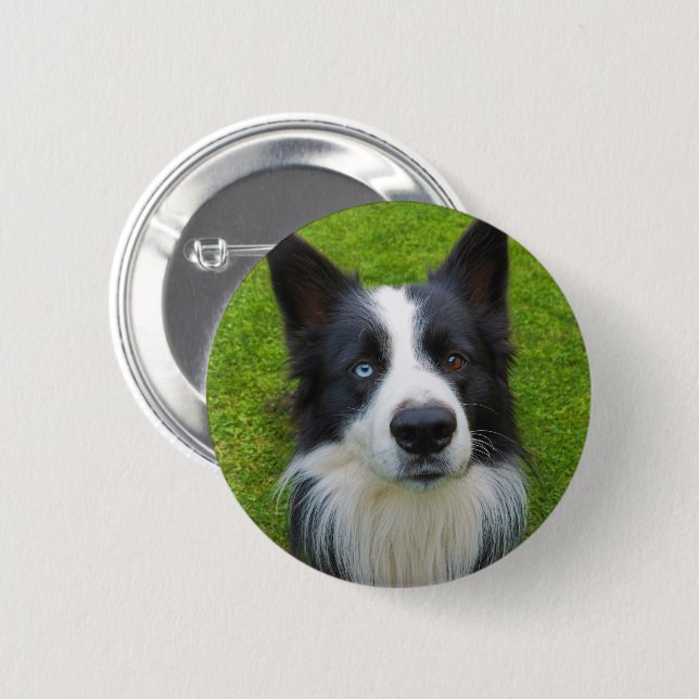 Badge Rond 5 Cm Bordure Collie (Devant & derrière)