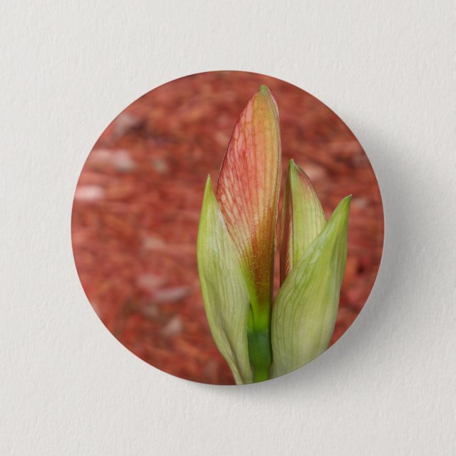 Badge Rond 5 Cm bourgeon de fleur d'Amaryllis pommier (Devant)