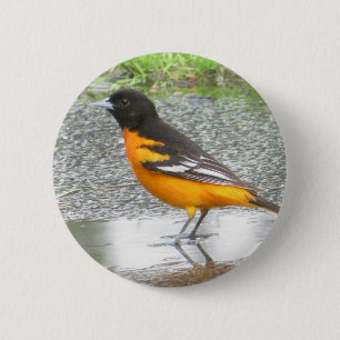 Badge Rond 5 Cm Bouton Baltimore Oriole