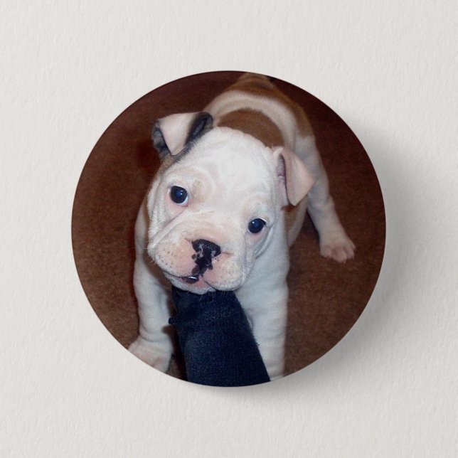 Badge Rond 5 Cm Bouton beau de Pinback de bouledogue (Devant)