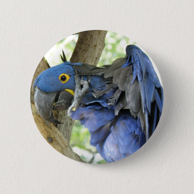 Badge Rond 5 Cm Bouton bleu d'ara (Devant)